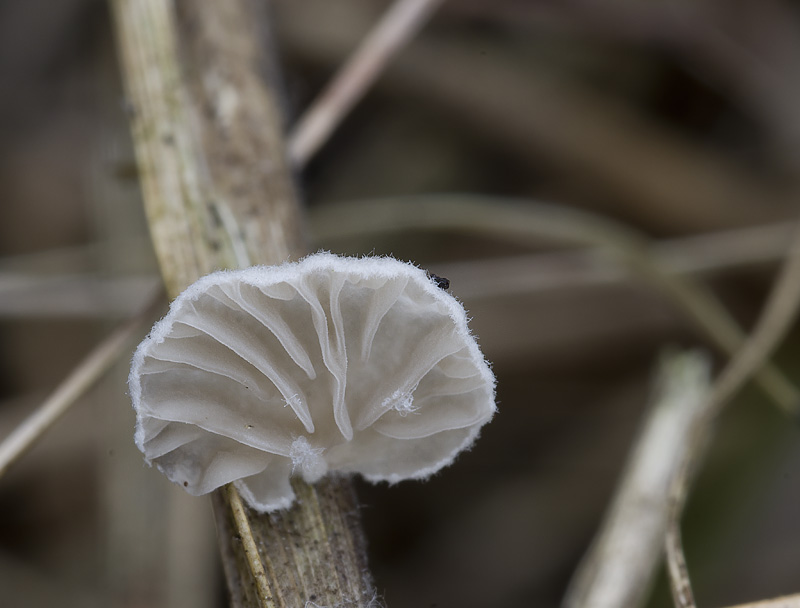 Arrhenia acerosa var. acerosa